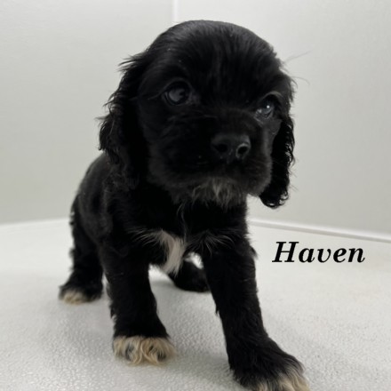 puppy, for, sale, Cockalier, Joe & Cherri  Overlease, dog, breeder, Miller, MO, dog-breeder, puppy-for-sale, forsale, nearby, find, puppyfind, locator, puppylocator, aca